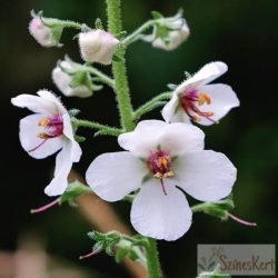   Verbascum blattaria f. albiflorum - molyűző ökörfarkkóró