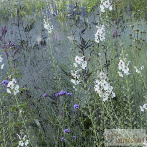 Verbascum blattaria f. albiflorum - molyűző ökörfarkkóró