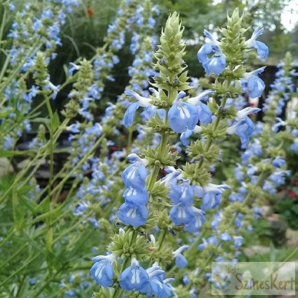 Salvia uliginosa - mocsári zsálya