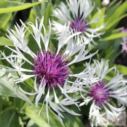 Centaurea montana 'Amethyst in Snow' - hegyi imola