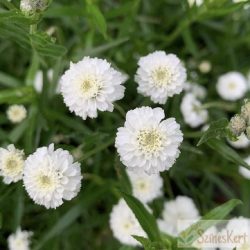   Achillea ptarmica 'Peter Cottontail' - kenyérbél cickafark