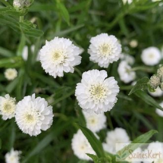   Achillea ptarmica 'Peter Cottontail' - kenyérbél cickafark