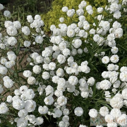 Achillea ptarmica 'Peter Cottontail' - kenyérbél cickafark