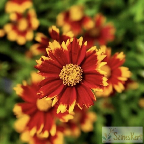 Coreopsis 'Daybreak' - menyecskeszem