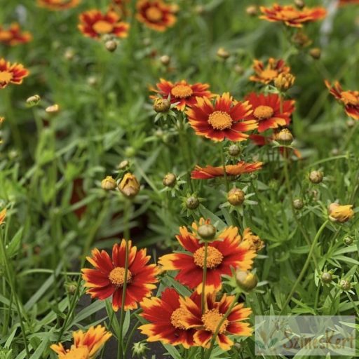 Coreopsis 'Daybreak' - menyecskeszem