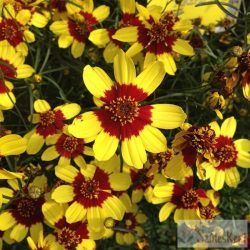 Coreopsis 'Firefly' - menyecskeszem