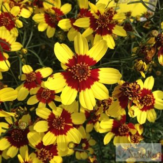 Coreopsis 'Firefly' - menyecskeszem