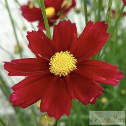 Coreopsis 'Red Elf' - menyecskeszem