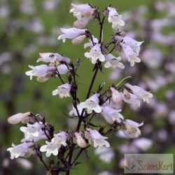   Penstemon digitalis 'Onyx and Pearls' - bugatölcsér