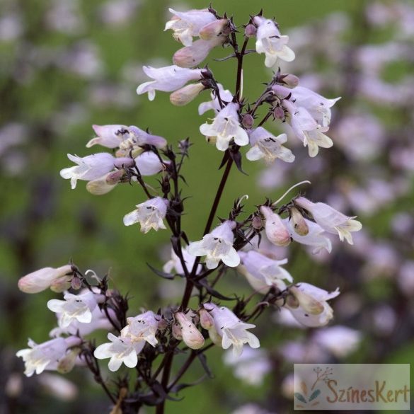 Penstemon digitalis 'Onyx and Pearls' - bugatölcsér