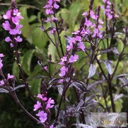   Verbena officinalis 'Bampton' - közönséges vasfű