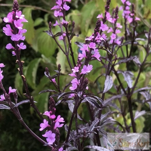 Verbena officinalis 'Bampton' - közönséges vasfű