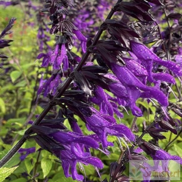 Salvia 'Amistad' - hibrid zsálya