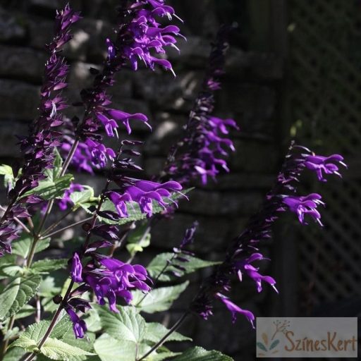 Salvia 'Amistad' - hibrid zsálya