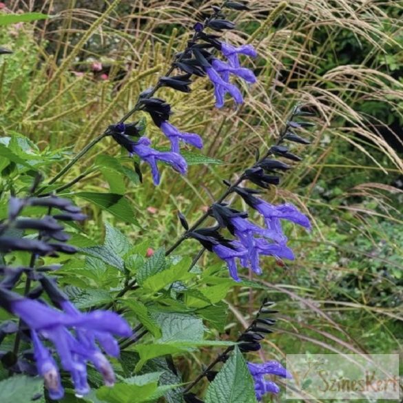 Salvia 'Rockin True Blue'- hibrid zsálya