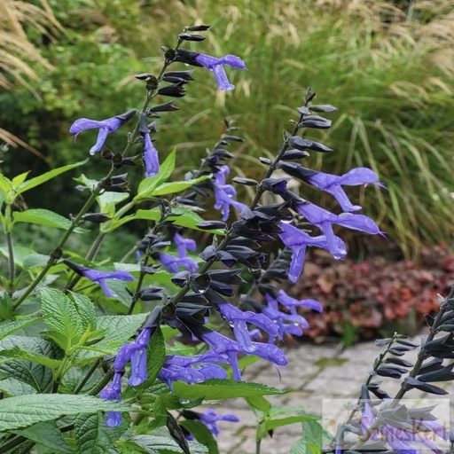 Salvia 'Rockin True Blue'- hibrid zsálya