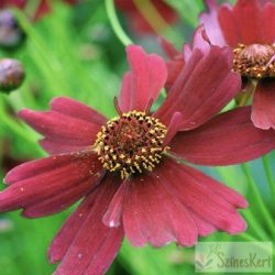 Coreopsis 'Ruby Red' - menyecskeszem