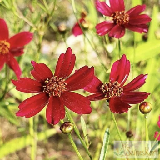Coreopsis 'Ruby Red' - menyecskeszem