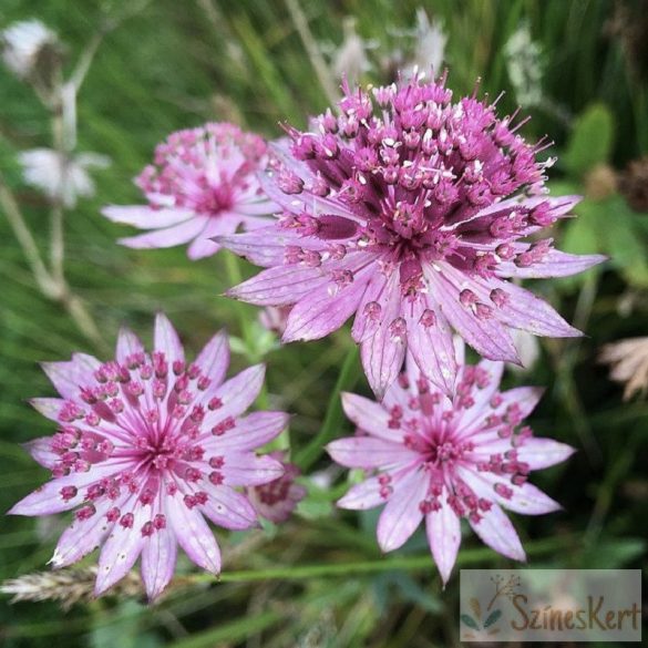 Astrantia major 'Roma' - völgycsillag