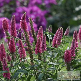 Veronica ‘First Love’ - veronika