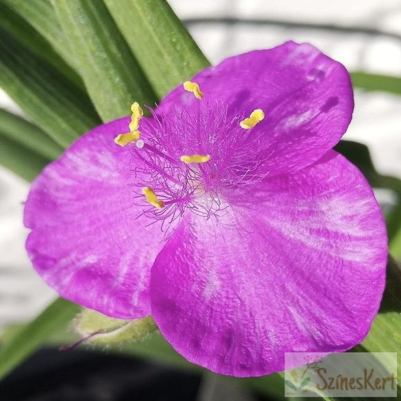 Tradescantia x andersoniana 'Rubra' - kerti pletyka