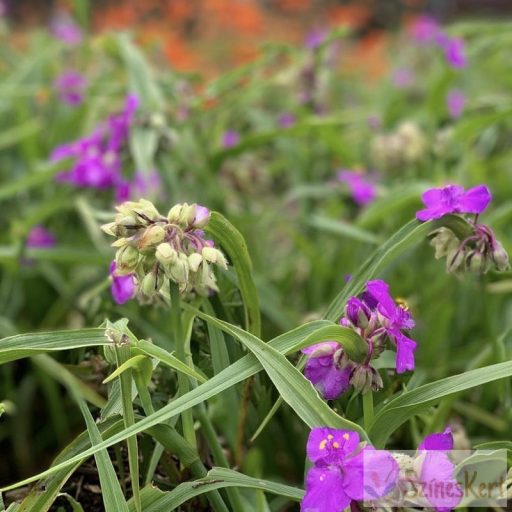 Tradescantia x andersoniana 'Rubra' - kerti pletyka