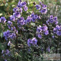   Polemonium yezoense 'Bressingham Purple' - csatavirág