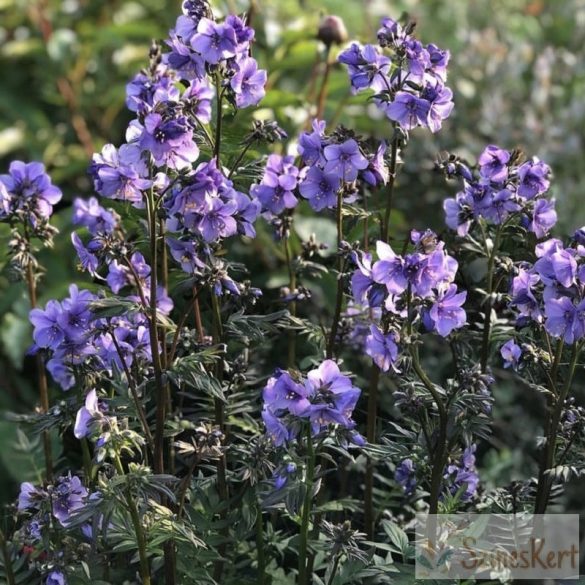 Polemonium yezoense 'Bressingham Purple' - csatavirág