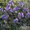 Polemonium yezoense 'Bressingham Purple' - csatavirág