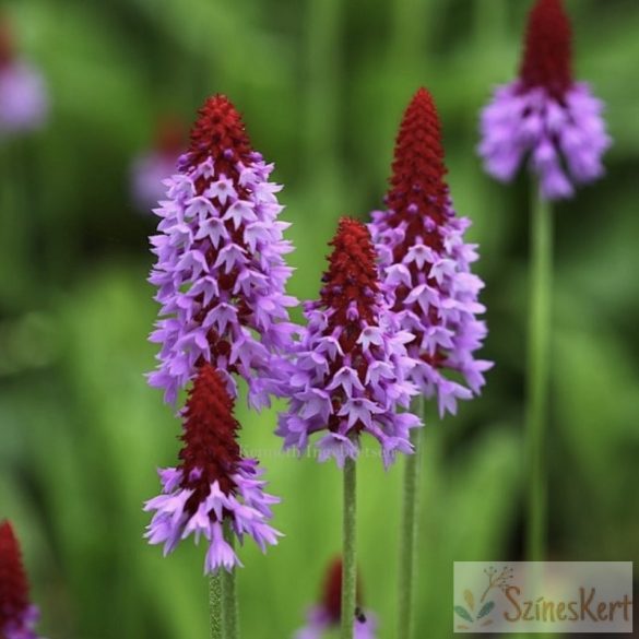 Primula vialii - orchidea kankalin