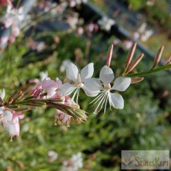   Gaura lindheimeri 'Corrie's Gold' - évelő díszgyertya