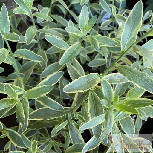 Gaura lindheimeri 'Corrie's Gold' - évelő díszgyertya