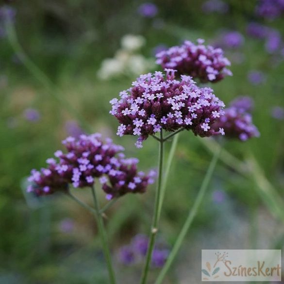 Verbena bonariensis - óriás vasfű, óriás verbéna