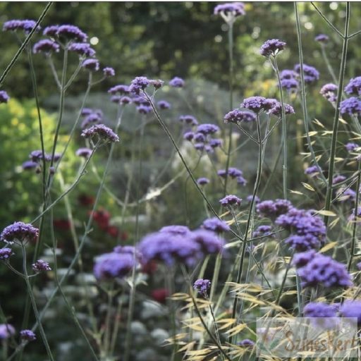 Verbena bonariensis - óriás vasfű, óriás verbéna