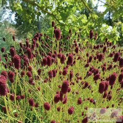 Sanguisorba officinalis 'Tanna' - őszi vérfű