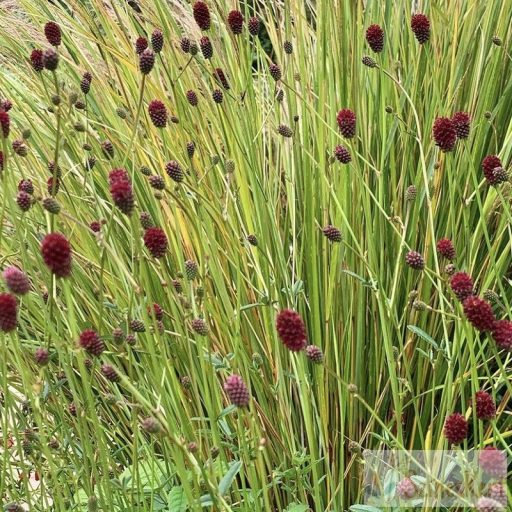 Sanguisorba officinalis 'Tanna' - őszi vérfű