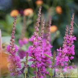 Lythrum 'Flothrum Robin' - réti füzény