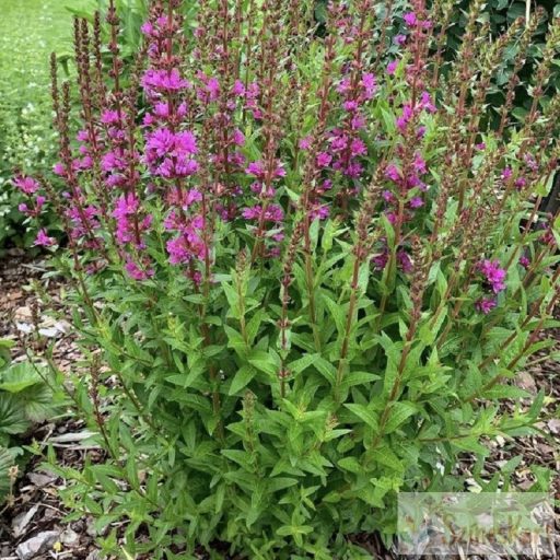 Lythrum 'Flothrum Robin' - réti füzény