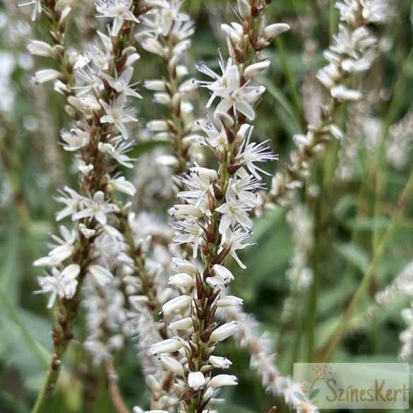 Persicaria amplexicaulis 'White Eastfield' - szárölelő keserűfű