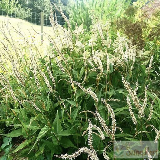 Persicaria amplexicaulis 'White Eastfield' - szárölelő keserűfű