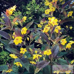   Lysimachia ciliata 'Firecracker' - bordó levelű lizinka