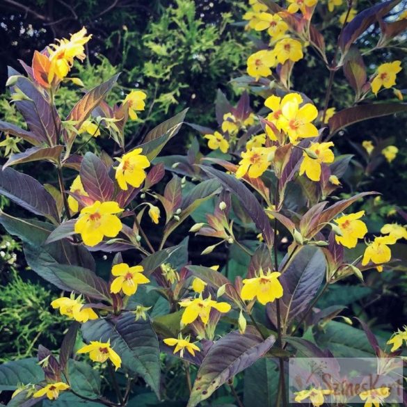 Lysimachia ciliata 'Firecracker' - bordó levelű lizinka