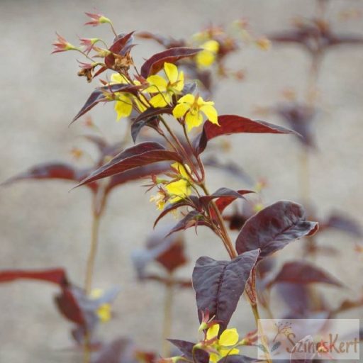 Lysimachia ciliata 'Firecracker' - bordó levelű lizinka