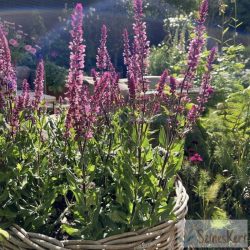 Salvia nemorosa 'Caradonna Pink' - ligeti zsálya