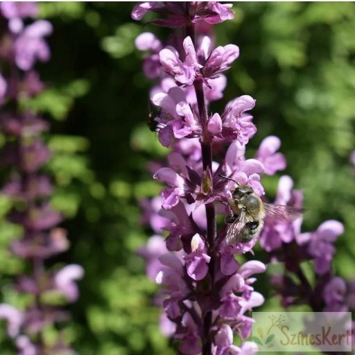 Salvia nemorosa 'Caradonna Pink' - ligeti zsálya