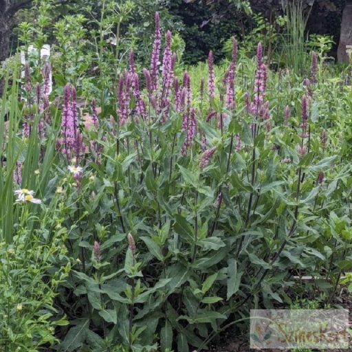 Salvia nemorosa 'Caradonna Pink' - ligeti zsálya