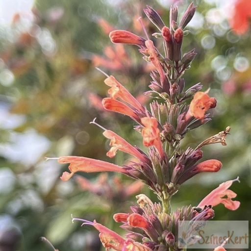 Agastache 'Kolibri' - izsópfű, ánizs izsóp