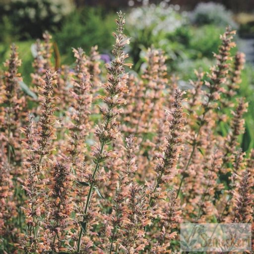 Agastache 'Kolibri' - izsópfű, ánizs izsóp