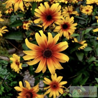   Heliopsis helianthoides 'Burning Hearts' - érdes napszemvirág