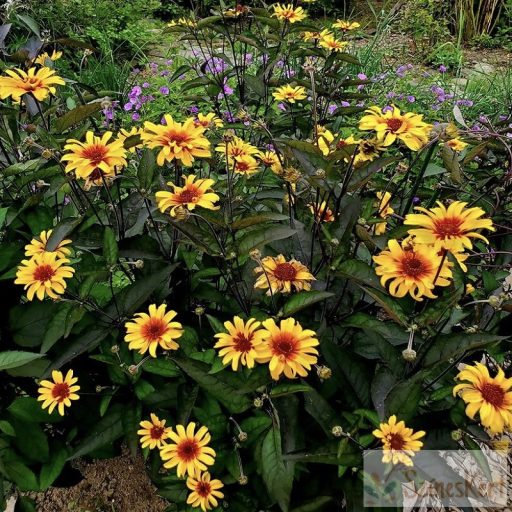 Heliopsis helianthoides 'Burning Hearts' - érdes napszemvirág